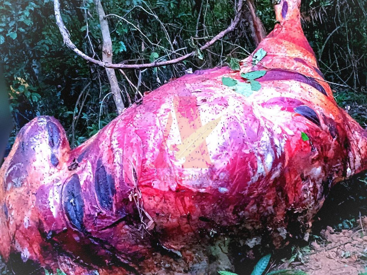 မတ်လဆန်းအတွင်း ငပုတောမြို့နယ်တွင် သတ်ဖြတ်ခံထားရသည့် တောဆင်ရိုင်းတစ်ကောင်အား မြင်တွေ့ရစဥ်(ပုံ - ၄)